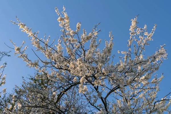 Die Äste Des Baumes Mit Weißen Blüten Unter Einem Blauen — Stockfoto