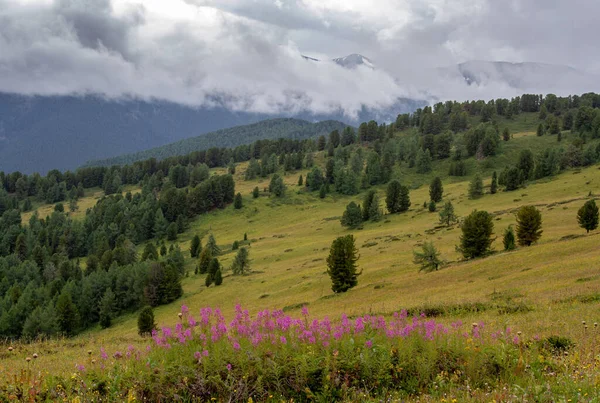 Picos Pintorescos Rica Vegetación Las Montañas Altai —  Fotos de Stock