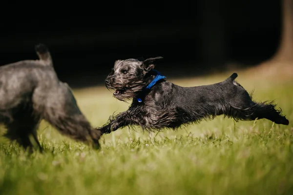 Closeup Two Miniature Schnauzers Running Playing Park Sunny Day — Stock fotografie