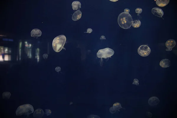 Beautiful View Jellyfish Underwater Kansas —  Fotos de Stock