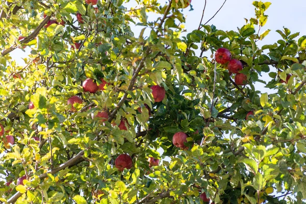 Uma Macieira Com Maçãs Vermelhas Crescendo Nela — Fotografia de Stock