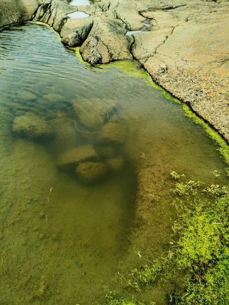 Een Natuurlijk Zicht Ondiep Water Met Groene Algen Het Oppervlak — Stockfoto