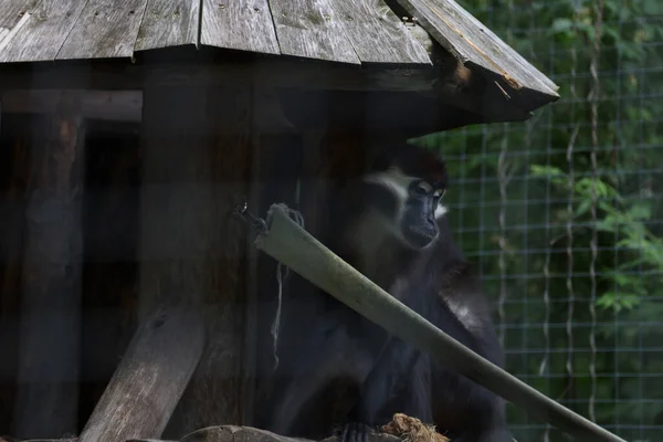 Чорна Мавпа Клітці Зоопарку Місурі — стокове фото