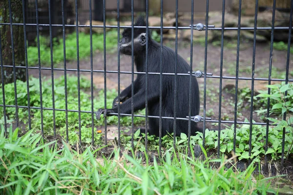 Черная Обезьяна Клетке Зоопарке Штате Миссури — стоковое фото