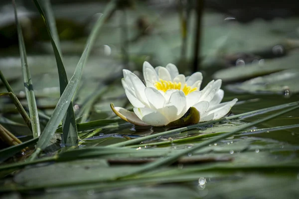 Beautiful Water Lily Flower Leaves Water — Foto Stock