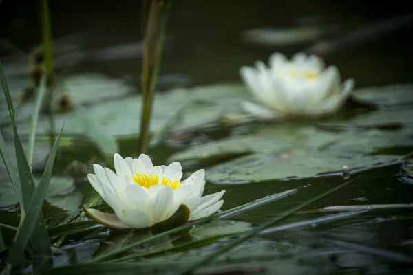 Beautiful Water Lily Flowers Leaves Water — Foto de Stock