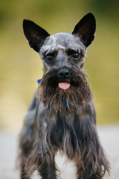 Portrait Miniature Schnauzer Park Sunlight Blurry Background — 스톡 사진