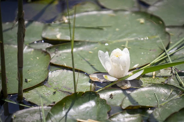 Beautiful Water Lily Flower Leaves Water — Foto Stock