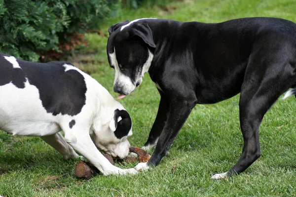 Пара Симпатичных Черно Белых Собак Играющих Парке Хватающихся Деревянные Палки — стоковое фото