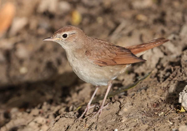 Common Nightingale Luscinia Megarhynchos Spring Migration Stop Searching Insects Ground — Stockfoto