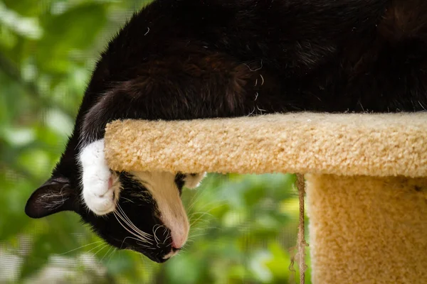 Selective Focus Shot Cat Looking Greenery — Stock Photo, Image