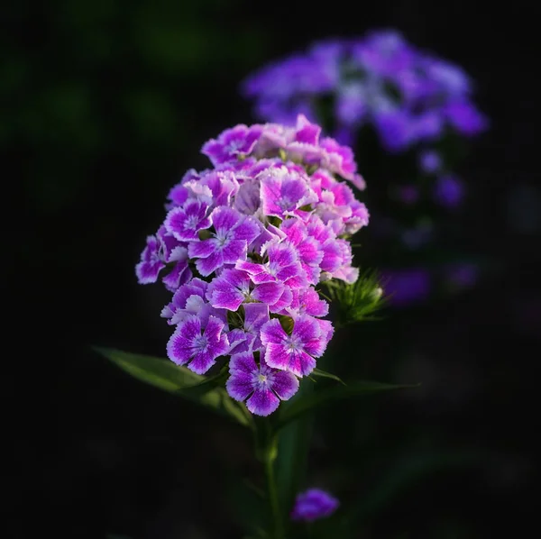 Selektywny Strzał Ostrości Ogród Phlox Kwiaty Ciemności — Zdjęcie stockowe