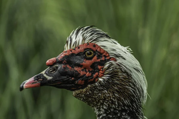 Schwarz Weiß Marmorierter Entenkopf Mit Rotem Und Schwarzem Schnabel — Stockfoto