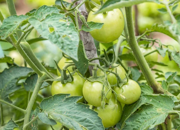 Zbliżenie Ujęcie Zielonych Pomidorów Liśćmi Rozmytym Tle — Zdjęcie stockowe