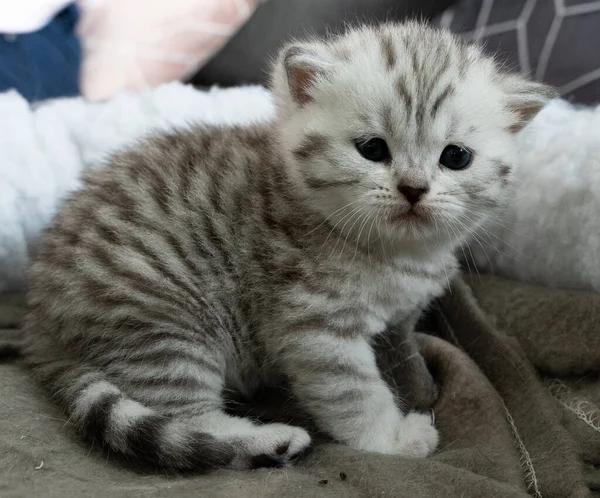 Bebê Pequeno Bonito Britânico Shorthair — Fotografia de Stock