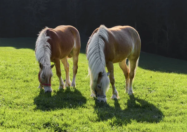 Brown Haflinger Ponys Βόσκηση Meado — Φωτογραφία Αρχείου