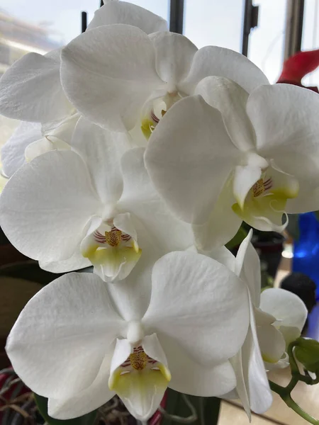 Phalaenopsis Genus Commonly Called Alevilla Orchids Also Mouth Orchids Approximately — Fotografia de Stock