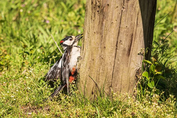 Closeup Shot Woodpecker Tree Park — Stockfoto