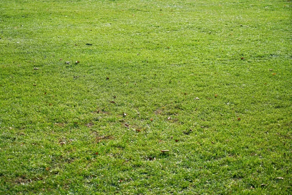 Closeup Shot Flat Empty Field Green Grass Perfect Background — Stok fotoğraf