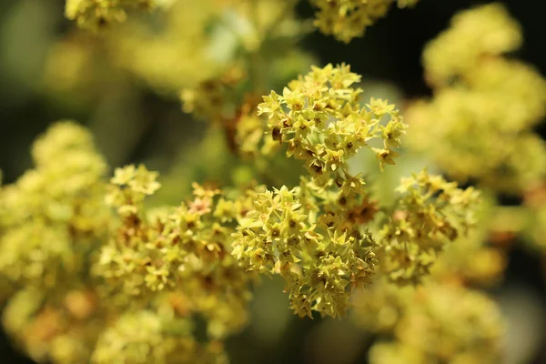 Closeup Shot Beautiful Yellow Acacia Flowers — Foto Stock