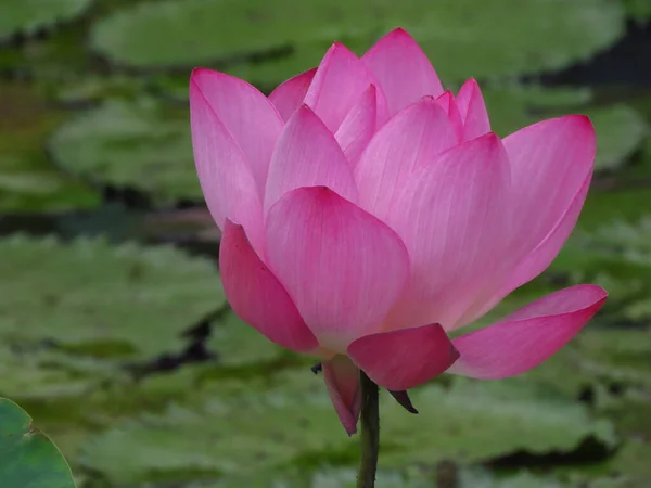 Closeup Lotus Blooming River Park Blurry Background — Stock Fotó