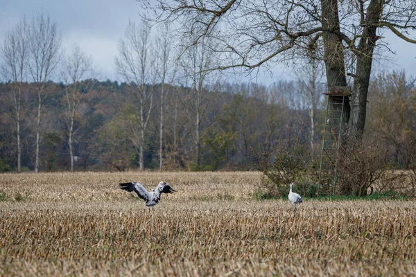 Two Storks Field Grass Surrounded Trees — Zdjęcie stockowe