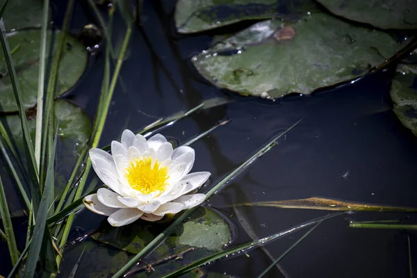 Beautiful Water Lily Flower Leaves Water — Stock fotografie
