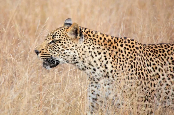 Portrait Leopard Panthera Pardus Natural Habitat South Afric — Stock Fotó