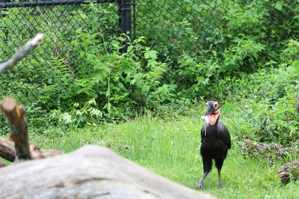 Black Vulture Holding Its Food Its Beak — Photo