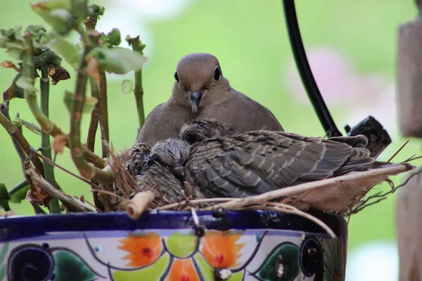 Closeup Shot Brown Dove Two Baby Doves Flowerpot — Photo