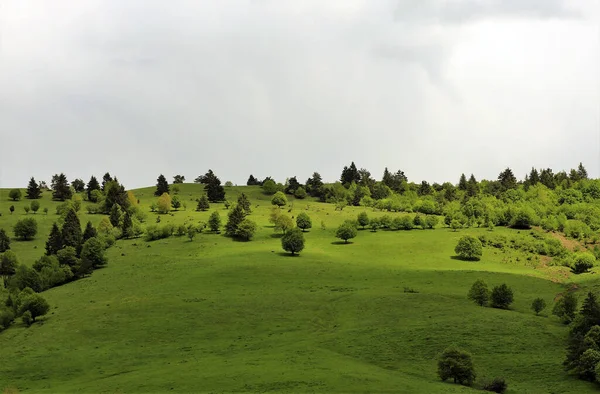 Gorgeous Green Field Full Thick Trees Bright Cloudy Sky — Φωτογραφία Αρχείου