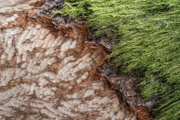 Closeup Shot Green Algae Weathered Tree Bark —  Fotos de Stock