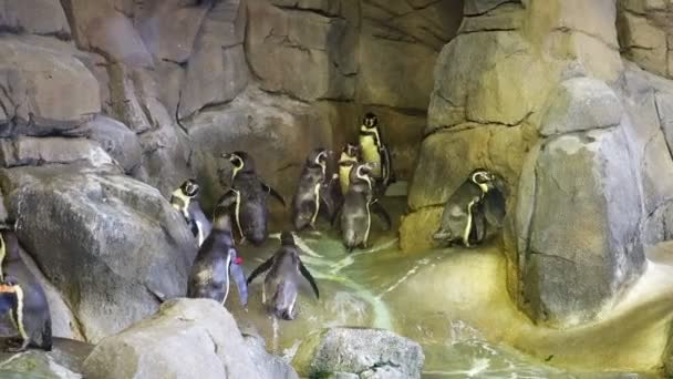 Bando Pinguins Africanos Zoológico Kansas — Vídeo de Stock