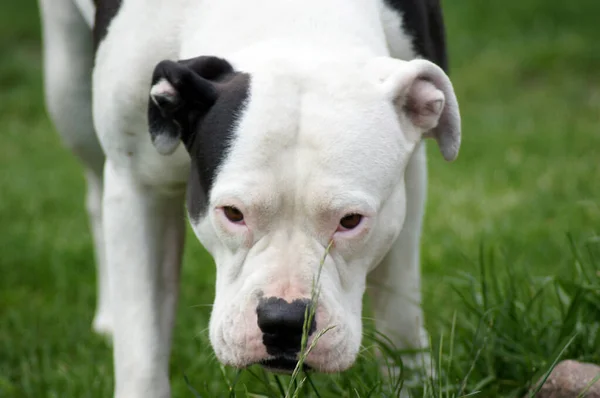 Closeup White Dog Black Patches Looking Camera Field Grass — Stock Photo, Image