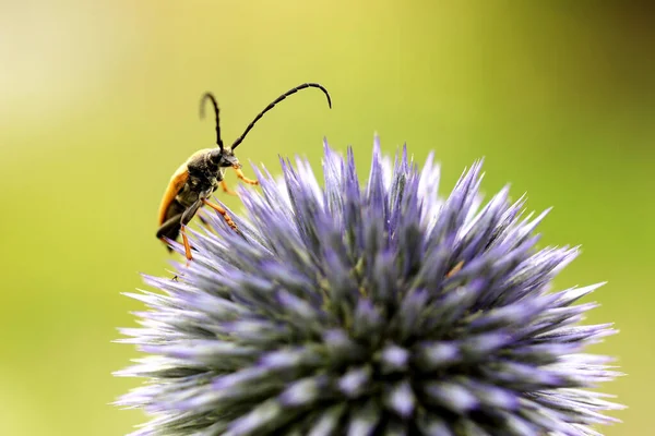 Closeup Shot Beetle Purple Thistle Flower — Stock Fotó