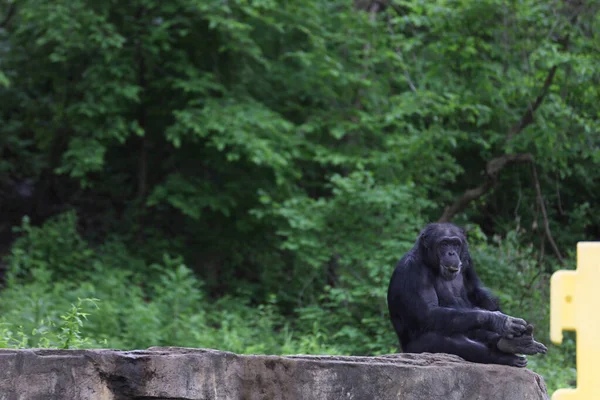 Chimpanzee Resting Rock Formation Kansas Missouri — Fotografia de Stock