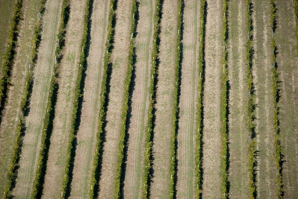 Luftaufnahme Von Reihen Den Wiener Weinbergen Österreich — Stockfoto