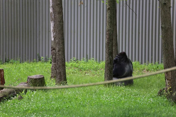 Black Chimpanzee Sitting Leaning Tree Kansas Missouri —  Fotos de Stock