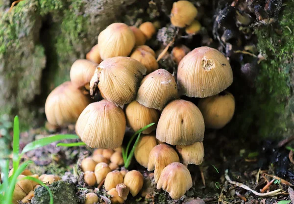 Closeup Clump Wild Mushrooms Growing Trunk Tree Woods — Stockfoto