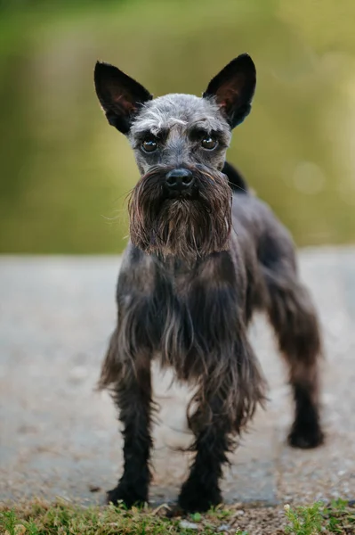 Portrait Miniature Schnauzer Park Sunlight Blurry Background — Fotografia de Stock