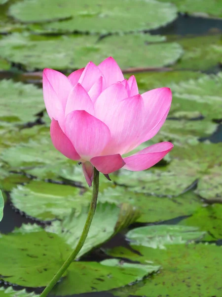 Vertical Shot Lotus Blooming River Park Blurry Background — Foto de Stock