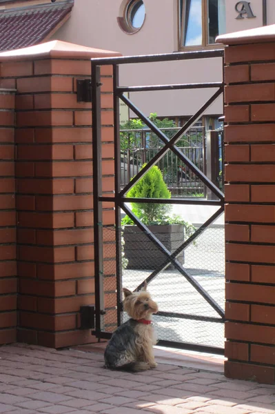 Little Dog Yorkshire Terrier Waiting Front Door His Dog Master — Stock Photo, Image