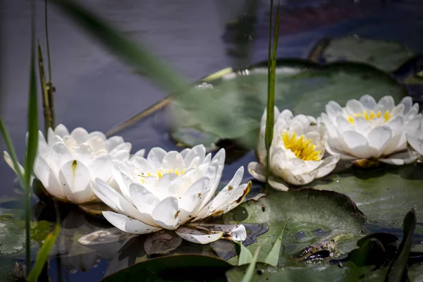 Beautiful Water Lily Flowers Leaves Water — Photo