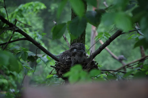 Nahaufnahme Einer Amsel Auf Einem Nest Auf Einem Baum — Stockfoto