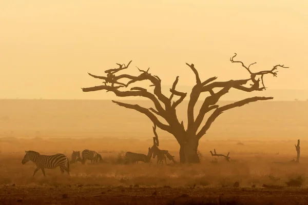 African Sunset Silhouetted Tree Plains Zebras Amboseli National Park Keny — Foto de Stock