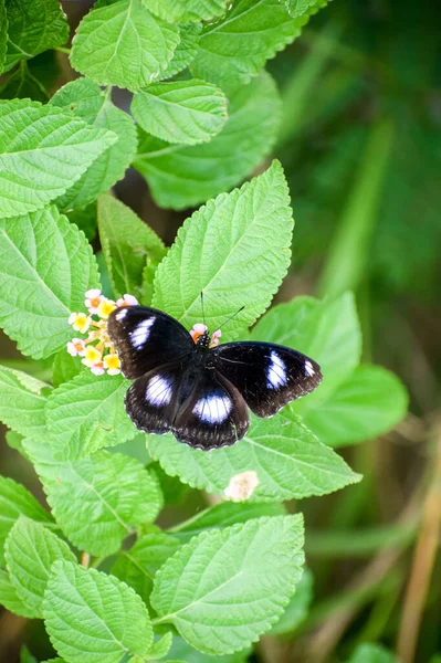 Vertical Closeup Shot Beautiful Black Butterfly Flower — Fotografia de Stock