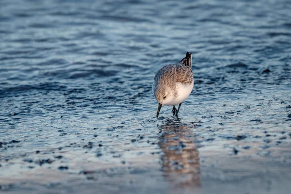 Seagull Looking Food Seashore — Stock Photo, Image