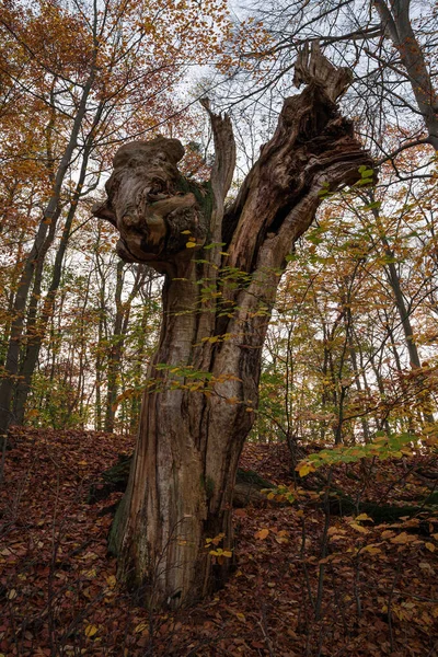 Eine Vertikale Aufnahme Eines Alten Dicken Baumstammes Einem Wald Mit — Stockfoto