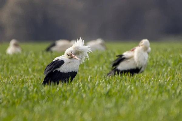 Wonderful View Storks Standing Ina Field — Zdjęcie stockowe