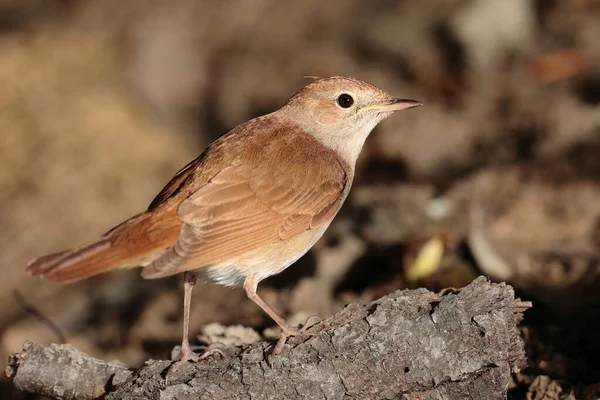 Common Nightingale Luscinia Megarhynchos Spring Migration Stop Searching Insects Ground — Φωτογραφία Αρχείου